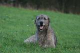 IRISH WOLFHOUND 309